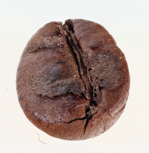 Uganda robusta - 3,